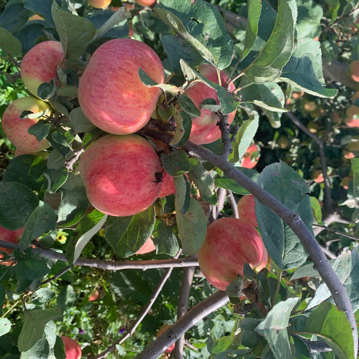 яблоки летом. 