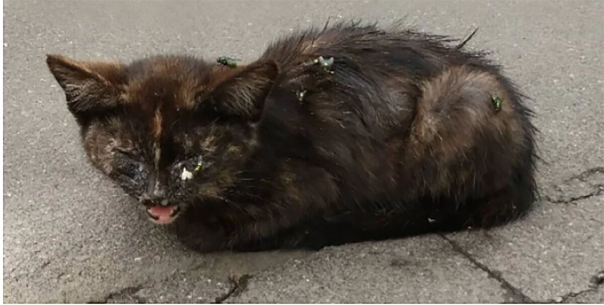 Все шли мимо и никто не хотел помочь котенку!