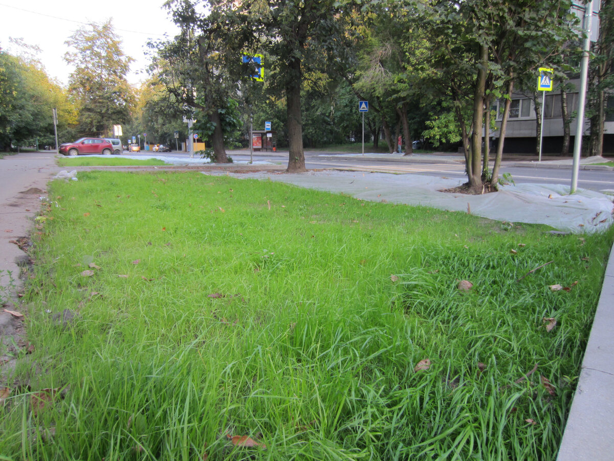 Обратите внимание на траву, которая на первом плане. Она явно зеленее, здоровее. Всё потому, что именно здесь нетканку кто-то сдвинул раньше, т.е. вовремя. А дальше белую "простыню" убрали позже. Там трава заметно тоньше, бледнее, слабее