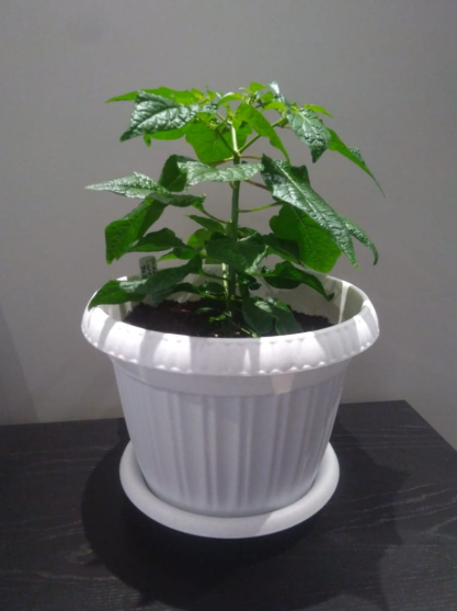 Trinidad Scorpion Yellow.