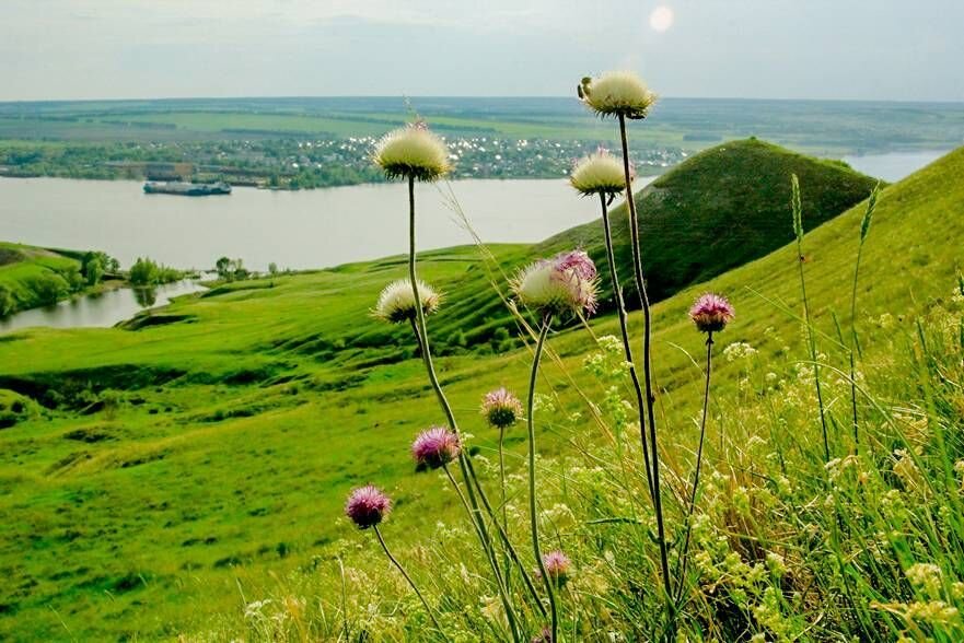 Селищева Балка (Радищевский район, окрестности Радищево)
Селищева Балка - совсем новый памятник природы Ульяновской области.Еще семь лет назад на этом этот овраг использовали для выпаса скота. Но когда природу оставили в покое, на склонах этого оврага разрослось невиданное количество диких пионов.На текущий момент здесь находится максимальное количество и плотность этих краснокнижных цветов в Ульяновской области. Интересная особенность - пионы начинают цвести неравномерно: сначала зацветает южная сторона, а затем – северная. В результате Селищева балка – место, где пионы цветут практически месяц, а не обычные неделю-две. Другой особенностью является то, что балка тянется почти на 3 км и по ее «берегам» идет активное красное цветение и выглядит как огненная река. Кроме того,здесь же произрастают и другие краснокнижные цветы: ирисы низкие, тюльпаны Биберштейна, рябчики русские, адонисы волжские и т.д.Это самое красивое весеннее место нашей области.Скрипинскин Кучуры (Тереньгульский район, окрестности села Михайловка)
Памятник природы «Скрипинские Кучуры», находится на юге Тереньгульского района Ульяновской области в пятикилометрах от села Михайловка. Этот небольшой участок в 200 га представляет собой покрытую лесами цепь холмов. Но знаменит он совершенно не лесами, а холмами, состоящими из мощных массивов кварцевого песчаника, оказавшегося на поверхности в результате тектонического поднятия около 30 миллионов лет назад.Эти камни и есть настоящая жемчужина данного места. Прогуливаясь среди них, возникает совершенно невероятное ощущение, что таких причудливых форм природа сама создать не могла, и что здесь присутствовала рука человека. Ну как поставить на ребро узкую многотонную глыбу, чтобы она простояла миллионы лет? Или как отшлифовать ветром и ручьями камень так, что получился человеческий череп?Да и многое другое кажется невероятным, например, почему только здесь в Европе растет ровесник динозавров папоротник-многоножка. Это место содержит множество загадок, и практически любой человек найдет причину удивиться и задуматься.Гранное ухо (Сенгилеевский район, окрестности поселка Цемзавод)
Гора «Гранное ухо» - еще одно красивейшее место Ульяновской области. Она выделяется на окружающем ландшафте не только своей доминирующей высотой, но и абсолютно белоснежной отвесной стеной, видимой на десятки километров. Однако, только на горе начинаешь понимать ее настоящую прелесть.С ее вершины открывается не только прекрасный вид на Волгу, но и совершенно фантастические пейзажи на окрестные холмы, покрытые нетронутыми лесами. Возникает ощущение, что «Под крылом самолета о чем-то поет зеленое море тайги». И действительно, перед взором, зелеными волнами то поднимаются, то опускаются лесные массивы. Особенно хорошо на горе осенью, когда листва окрашивается золотыми и красными красками.И у этой горы есть своя разбойничья легенда, благодаря которой кладоискатели любят сюда приезжать. Согласно преданию, в пещере закопал свой клад знаменитый разбойник Степан Разин. Выкопать же сокровища он не успел, поскольку потерпел поражение под Симбирском. В подтверждении того, что в горе есть пещера, местные жители стучат по стенке горы и вслушиваются в ответный гул.Озеро Становое (Барышский район, окрестности села Калда)
Озеро Становое - одно из самых молодых озёр Ульяновской области. Образовалось оно в 50-60-е года 20 века на месте торфоразработки в сталинские времена. Торфоразработки велись в основном силами заключенных.В лесном массиве около места добычи вырос поселок Становой (местные называли его Бутырки), в котором эти осужденные и жили. После завершения торфоразработок, поселок начал постепенно погружаться в воду и постепенно затонул. Кстати, у местных жителей до сих пор существует легенда про местный «град Китяж», потерянный в тёмных водах озера. Впоследствии, в искусственное озеро птицы занесли икру рыб и семена водных растений.Сейчас Становое - одно из самых удивительных озер Ульяновской области. Во-первых, оно имеет очень темную, почти чёрную воду (видимо из-за торфа). Во-вторых, несмотря на темный цвет, вода в озере очень чистая, прозрачная и насыщена кислородом (хотя в озеро не впадают речки, но бьют обильные ключи внутри его). В-третьих, на озере произрастают в огромном количестве редчайшие для нашей природной зоны белые лилии (Кувшинка белая, или водяная лилия, или нимфея белая). В-четвертых, озеро явно имеет не одно дно, поскольку при глубине всего около 1,5 метров можно легко провалиться сквозь подводный наст. В пятых, очень интересны прямоугольные острова на воде, которые остались, после торфоразработок.Тушнинские холмы (Сенгелеевский район, окрестности села Тушна)
Тысячи людей ежегодно проезжая село Тушна, останавливаются рассмотреть одно из красивейших природных мест Ульяновской области – тушнинские холмы. Эти места вызывают восторг своими изысканными пейзажами и беспредельным простором. Тушнинские холмы - это просто рай для фотографов и художников. С какой бы точки не вы смотрели, всегда есть за что зацепиться взгляду.Особенно в предзакатное и предрассветное время, когда и так к бурным краскам прибавляется мягкий и красноватый цвет нашего светила. Или золотой осенью, когда смесь разноцветной листвы и зеленой хвои накладывается на острые белые верхушки холмов. В любое время года они выделяются на окружающем ландшафте своими голыми белёсыми вершинами посреди буйства растительности. Эти холмы хорошо просматриваются с дороги и являются прекрасным объектом для фотосъемок.Во времена основания села Тушна на этих холмах располагались смотровые вышки, помогающие местному населению вовремя заметить и подготовить вооруженный отпор набегам многочисленных разбойников, прячущихся в окрестных лесах. Сохранились так же упоминания о языческих ритуалах, проводимых здесь местными жителями вплоть до 18 века, а так же о десятках «кудеяровых» городков, спрятанных по лесам.Эти места очень интересны и с эстетической, и с исторической точки зрения.Особенности: Прекрасные фотографии получаются и с дороги, но это лишь небольшая часть Тушнинских холмов. Справа от поворота на Сенгилей, за селом имеется еще одна гряда холмов совершенно другой формы, многие из которых поросли шапками лесов. Эти места тоже очень красивые и простираются на десять километров. Холмы довольно крутые, и ходить по ним не просто, но безопасно.Черные (Малиновые горы) Радищевский район, окрестности села Паньшино
Чёрные горы – это гряда холмов, находящаяся ниже по течению Волги от села Паньшино. Своё название они получили за тёмно-бурый (почти черный) цвет склонов, сильно выделяющихся на фоне белых меловых гор. Надо отметить, что на чёрных горах нет никакой древесной растительности, только травы.Местные жители называют это холмы «малиновыми горами». Однако никакая малина здесь не растет, да и ягод немного, в основном луговая клубника. Вероятнее всего, название произошло от ландшафтной особенности расположения гор. Дело в том, что если смотреть из Паньшина, то на рассвете ярко-алые лучи солнца, отражаясь в водах Волги, покрывают травянистые холмы ровным малиновым цветом.Эти холмы не стоили такого внимания, если бы, не их интересное расположение. Они круто возвышаются над гладью Саратовского водохранилища, усыпанного многочисленными маленькими островками. Это изумительная площадка, дающая превосходный обзор реку, с уходящими вдаль черточками-островками: зелеными - летом и желтыми - весной и осенью. Даже ночью, при свете звезд и луны, виднеются силуэты этих островков. Более того, именно ночью с гор открывается замечательный вид и на Паньшино и на десятки сел на далеком Самарском побережье.Побережье под Малиновыми горами облюбовали рыбаки, которые приезжают сюда половить крупного волжского карася. Впрочем, разнообразие и количество рыбы там настолько велико, что рыбалка всегда удачливая. Наверное, невозможно приехать в эти места и не поймать рыбы.Черные горы – замечательное место для людей, желающих пофотографировать рассветы над островами.Озеро Светлое (Николаевский район, заказник Сурские вершины)
Озеро Светлое находится в 5 км к юго-западу от села Малая Бекшанка Николаевского р-на. Это древнее озеро расположено на высоте 280 метров н.у.м., характеризуется не только чистой водой, но и сплавиной (верховой ил) вдоль своих берегов. При этом сплавина (толщина до 1 метра) занимает чуть меньшую часть озера, а именно площадь водного зеркала составляет 4,3 га, а площадь сплавины - около 3 га. Рядом с озером существуют и заболоченные участки. Интересен тот факт, что Светлое озеро по-прежнему расширяется, не имея ни одной впадающей в него реки. Это происходит в основном за счёт донных родников.Основная прелесть этого озера - это его затерянность в лесах. Озеро буквально спряталось среди вековых сосен и мхов. Вода в нем необычайно прозрачная, а на сплавине огромные поля клюквы. Про озеро рассказывают легенды о русалках и водяных, живущих в нем, о пропадающих островах. В общем место как очень красивое, так и мистическое.Акшуатский парк-дендрарий (барышский район,село Акшуат)
Акшуатский парк-дендрарий - это замечательный памятник природы Ульяновской области, расположившийся на 63 гектарах. Основан он был известным государственным и общественным деятелем В.Н.Поливановым в 80-е годы 19 века. Занимаясь сельским хозяйством на песчаных Барышских землях, Поливанов пришел к выводу, что только лесоразведение способно спасти сельскохозяйственные земли от песчаных заносов. После этого появились первые посадки сосен. В последствии Поливанов начал собирать и испытывать на выживаемость сотни видов хвойных растений из Европы, Сибири, Северной Америки в своем парке. В итоге получилась фантастическая коллекция, которая существует и продолжает развиваться по сей день.На сегодняшний день в дендропарке произрастают и плодоносят лиственницы Сукачева, европейская и сибирская, сосны Веймутова, горнаяи длиннохвойная, пихты европейская и сибирская, ели Энгельмана, европейская, канадская и сибирская, туя западная, магония подуболистная, можжевельники кавказский и сибирский и многое другое.В парке произрастают и лиственные растения. Из деревьев наиболее распространенными являются дуб обыкновенный (занимает в верхнем парке около 16 га) и береза повислая. Кроме этого есть и завезенные видов - представители Северной Америки (клен американский, тополь бальзамический и сероватый, ясень американский, магония падуболистная, ирга многоцветковая, пузыреплодник калинолистный), сирень обыкновенная и садовый жасмин - из Южной Европы, виды спиреи из Сибири, а яблоня ягодная - родом из Восточной Азии.Всего из видов, указанных в каталогах лесного питомника В.Н.Поливанова за 1893 и 1898, в парке не найдены сейчас 15. Это 3 вида винограда, ольха перистолистная, туя восточная и канадская, можжевельник казацкий, сосна карликовая... Именно эту сосну Поливанов рекомендовал для создания живой изгороди вдоль проезжих дорог. Помимо повышенной неприхотливости и выносливости, она имеет высокую плотность и поэтому, посаженная в два ряда она "образует прекрасную сплошную цепь".Юловское озеро (Инзенский район, село Юлово)
Юловское озеро широко известно как место отдыха жителей в Ульяновской области, более того из Инзы летом туда ходит даже рейсовый автобус. Мало кто задумывается, что Юловское озеро на самом деле является прудом, то есть рукотворным творением.История пруда началась более ста лет назад, когда местный помещик Юлов решил построить водяную мельницу на быстрой, чистой и холодной речке Юловке. Место оказалось настолько удачным, что образовался довольно большой пруд с прозрачной водой. Спустя много лет от мельницы осталась лишь плотина, а сам пруд фактически превратился в озеро с характерной водной растительностью. Более того вокруг образовалась своеобразная экосистема.Основой этой экосистемы является все-таки озеро. Оно имеет длину до 2 км, ширина доходит до 500 м, общая площадь водоема 65 га. Глубины водоема разные — есть мелкие места, но есть и глубокие — до 10-15 м, а по некоторым данным и до 20 м. На озере растут множество водных растений, но особую красоту придавали кувшинки белые и кубышки желтые (крупные цветы белого и желтого на поверхности воды). Однако, за последние годы отдыхающие практически полностью истребили эти красивые растения, и теперь необходимо искусственно восстановить их популяцию. В прибрежной зоне Юловского озера много влаголюбивых деревьев и кустарников — это различные виды ив, ольха черная, береза пушистая, здесь же встречаются ягодные кустарники — малина и черная смородина.В состав памятника природы входят и сохранившиеся участки поймы, с характерными пойменными лугами. Там произрастают в основном влаголюбивые злаки, но и встречаются редкие растения: пальчатокоренник пятнистый, гвоздика узкочашечная, купальница европейская, борец северный, плаун годичный.Склоны Юловского озера сплошь покрыты лесами. Если раньше здесь были сосновые леса зеленомошники, то сейчас чаще всего встречаются сосновые и сосново-березовые леса-черничники.Арбугинская гора (Муниципальное образование «Новоульяновское», окрестности села Криуши.
Возвышаясь над акваторией Волги, Арбугинская гора является одной из самых удачных обзорных точек не берегу великой русской реки. В хорошую погоду открывается вид на водную гладь на десятки километров (иногда можно рассмотреть оба ульяновских моста).Такого безграничного обзора, наверное, невозможно найти нигде над Волгой. Река делает в этом месте небольшой поворот, и плюс ко всему с севера гора возвышается над Криушинским заливом, а у подножия течет Арбуга. В результате получается панорама, более чем в 300 градусов. Почти в любой день, на вершине Арбугинской горы можно почувствовать, как ветер буквально рвет на тебе одежду, создавая иллюзию полета. А ночью понимаешь насколько мал этот мир : вон там - узкая полоска Ульяновска , а там - Белый Яр , Красный Яр , Крестово-городище , Новоульяновск и т.д. Все так близко, что кажется можно докинуть камнем. Сидишь на Арбугимском ухе и в голову лезут вольные казачьи песни, представляешь себя волжским ушкуйником , присматривающем для грабежа подходящее купеческое судно …Это место овеяно многочисленными легендами. Считается, что где-то здесь находился золотоордынский город Арбухим, который впоследствии был разрушен. Много преданий и о разбойниках, которые прятались за горой на ялах и ждали сигнала с горы, чтобы напасть на купеческие корабли. Путешественник Олеарий приводит интересный рассказ о том, что между двумя Арбугинскими вершинами находился огромный камень, на котором было написано: «Будеш ти ма добро тобе будет»( Поднимешь – будет тебе добро).Однажды команда русского струга в надежде найти сокровища подкопала плиту и перевернула камень. Но на обратной стороне было написано: «Чето ишеш нечево положен». 
