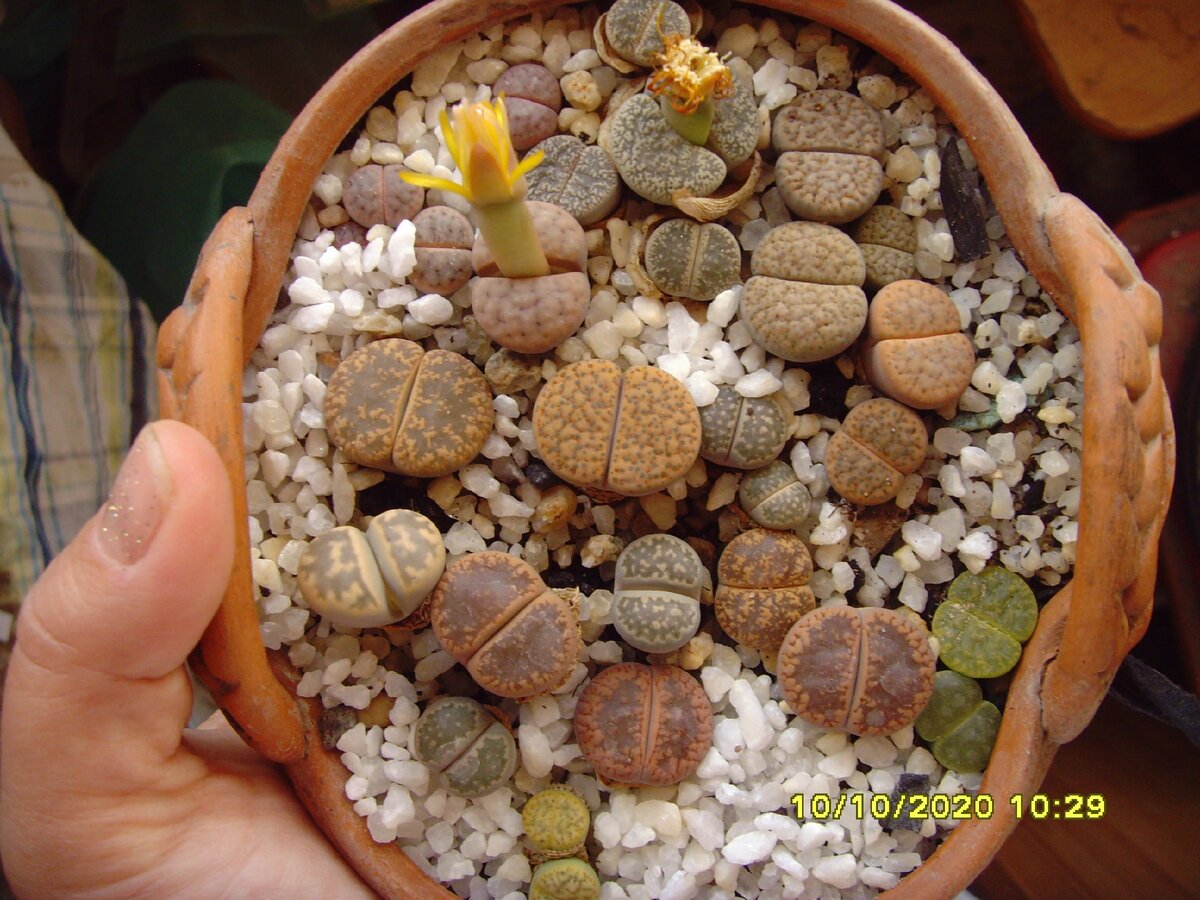 А это посев три с лишним года назад, тоже собрался цвести!