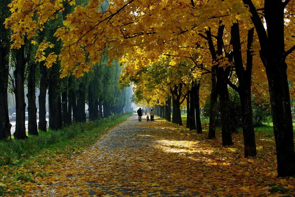 В старом парке есть кленовая аллея. Осенний Майкоп. Парк Майкопа осенью. Кленовые аллеи. Осень в Майкопе.