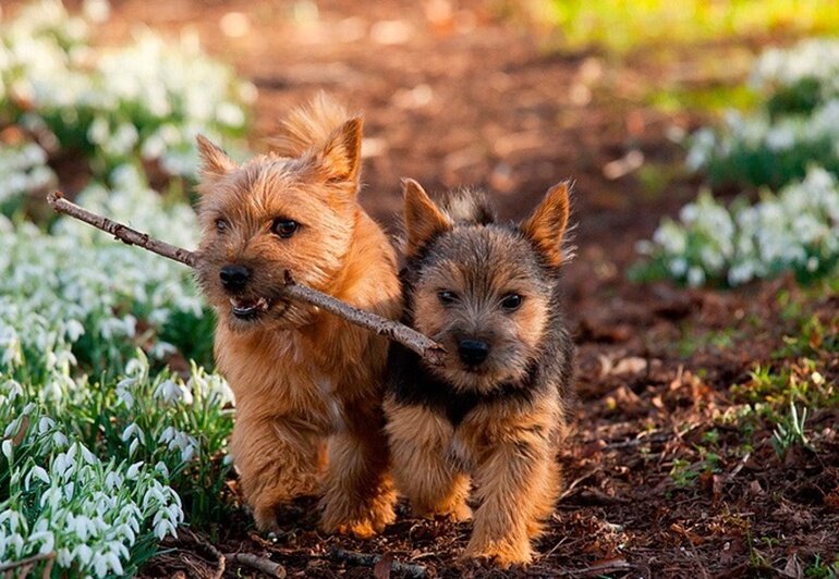https://lovely-dog.ru/wp-content/uploads/2018/07/1-3.jpg