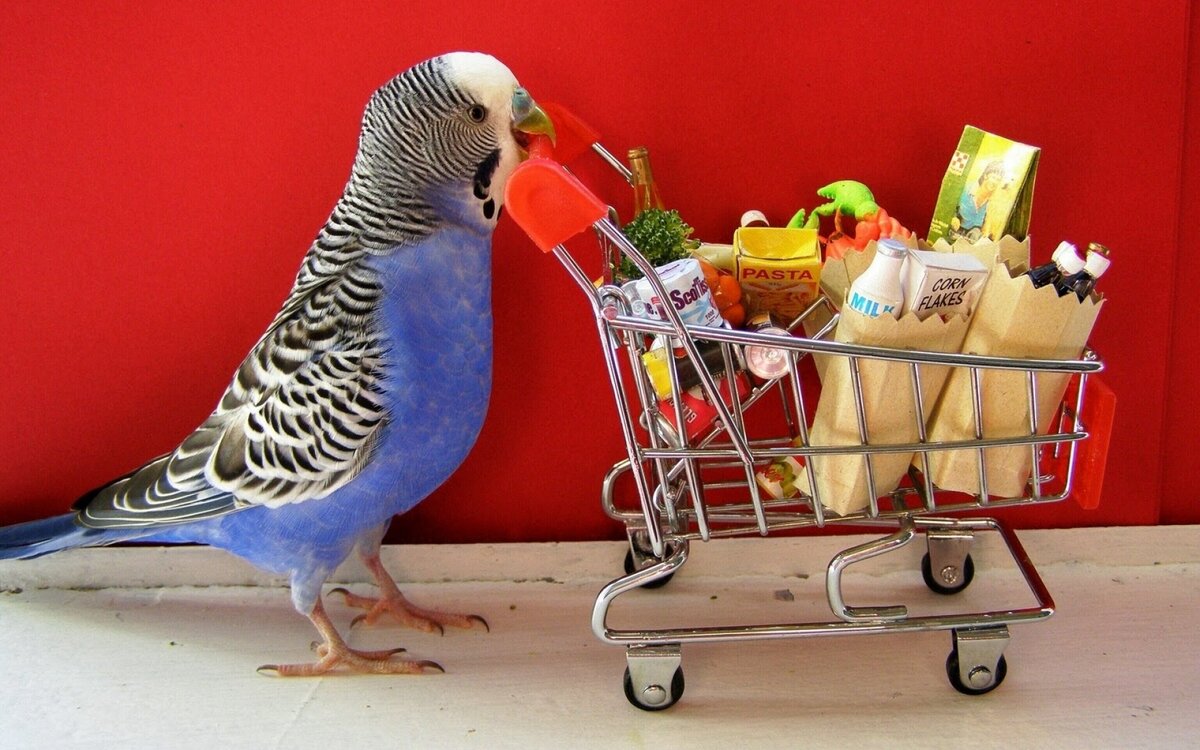 За покупками!