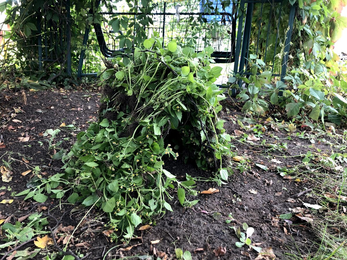 Вот какой шалаш у нас получился. В качестве верхнего слоя  —  сорняки с грядки