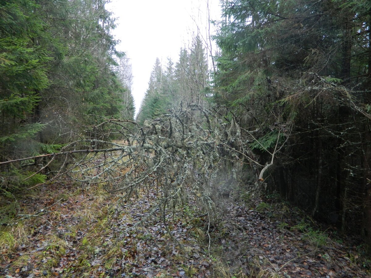 Дорога в лесу