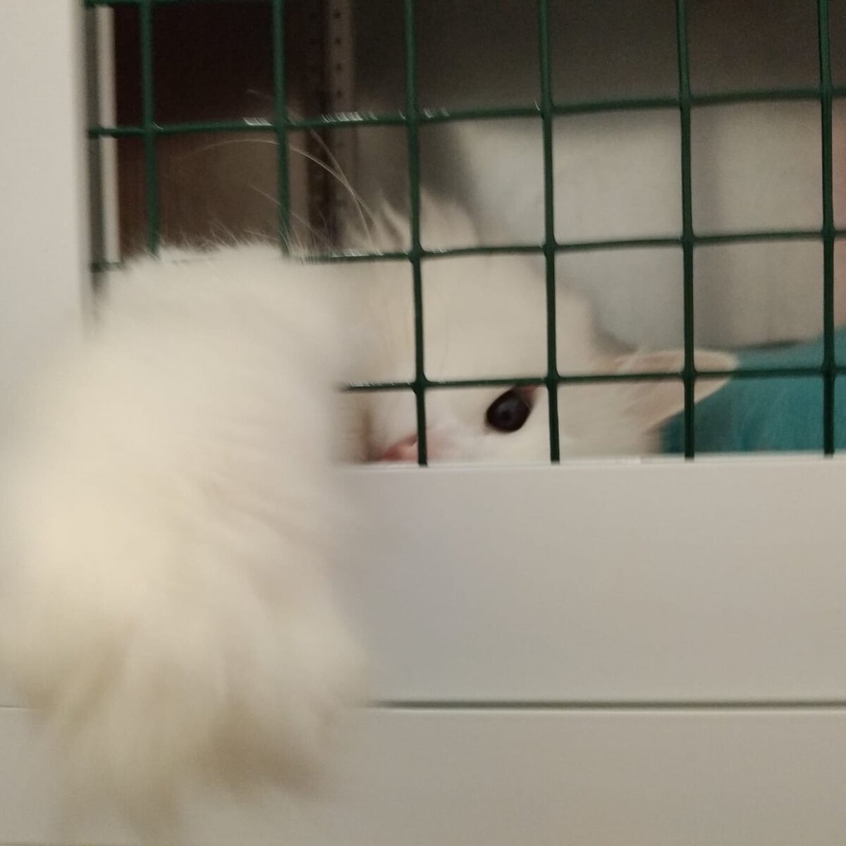 Наш новенький Дон. Очень ласковый, но с другими котами ладит крайне избирательно...