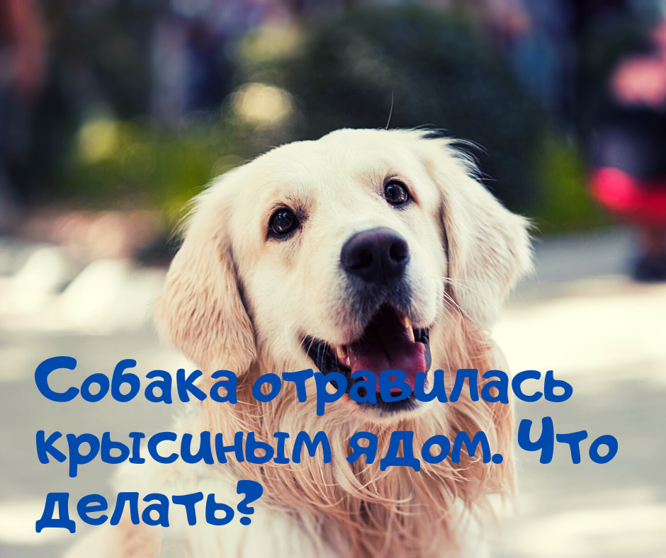 пес