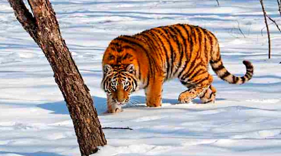 Внешний вид и размеры тигра...