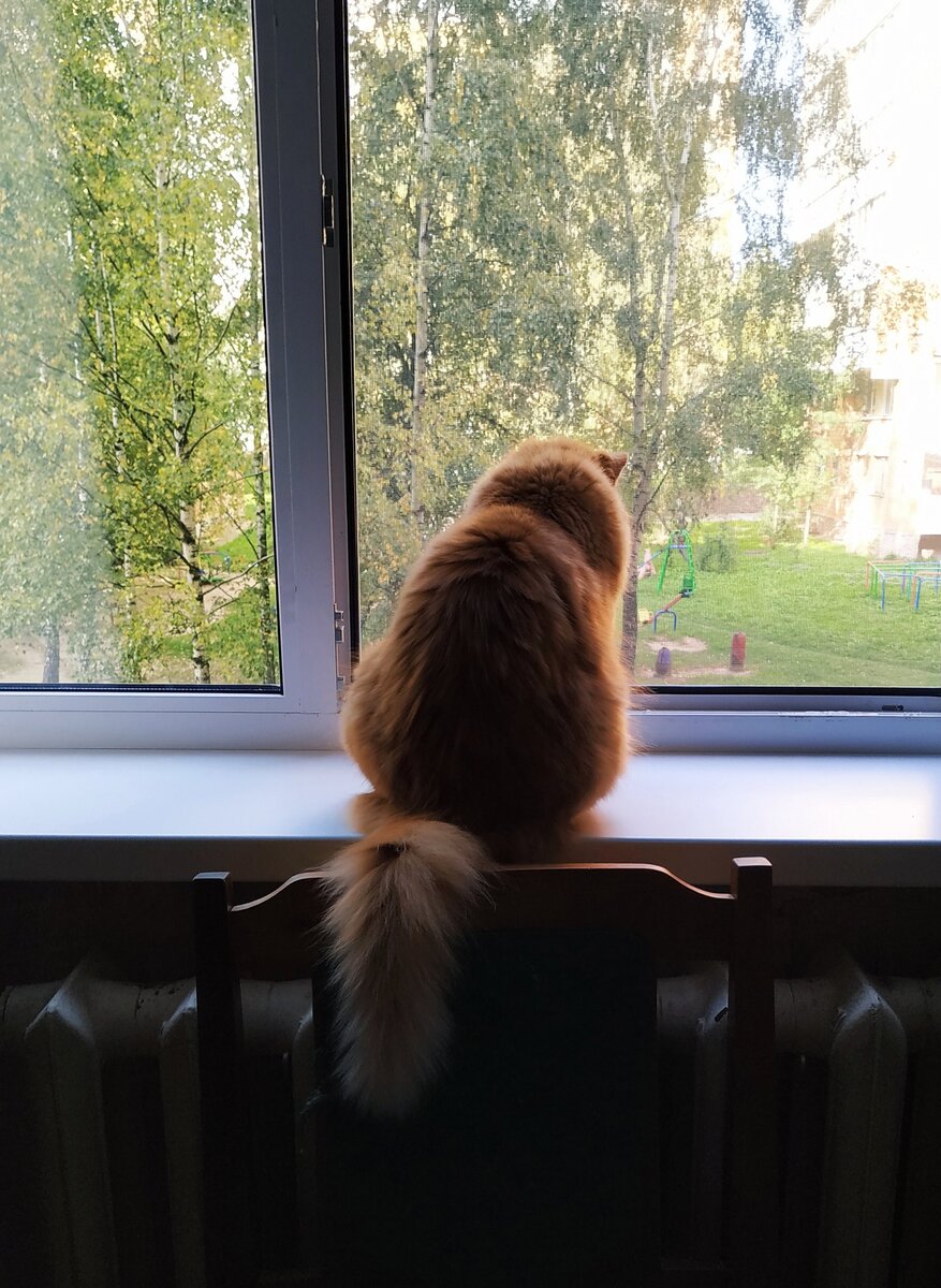 Ничейный кот.