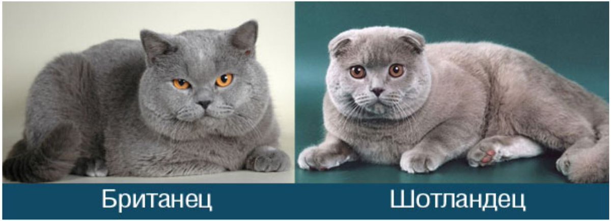 Как выглядят кошки британцы