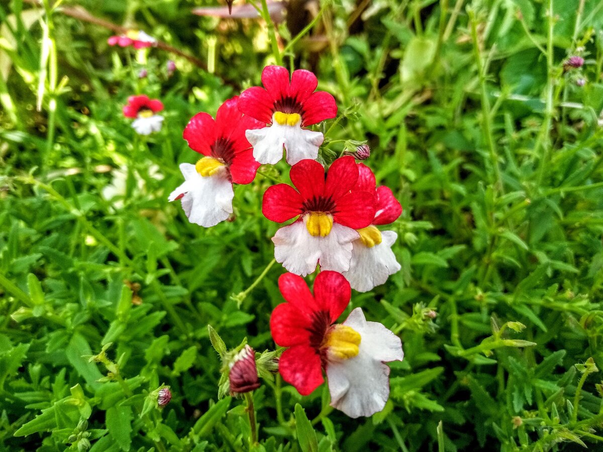 Цветы Немезии гибридной Sunsatia Plus "Cherry On Ice" на моей клумбе