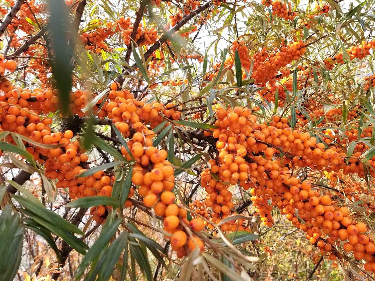 Облепиха Hippophae Янтарная