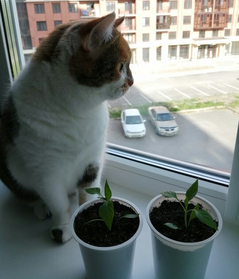 Кошка Милана 