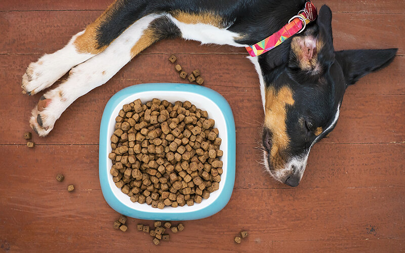 При выборе миски обращайте внимание на качество материала: хорошую посуду легче мыть. Фото Mat Coulton/Pixabay