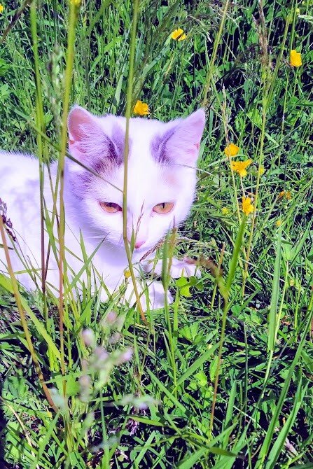 Это просто моя кошка, когда была чистая, сейчас она приобрела оттенок чернозёма.