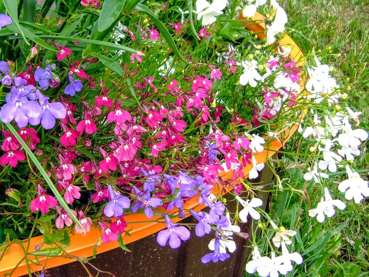 Моя первая лобелия, 2019 