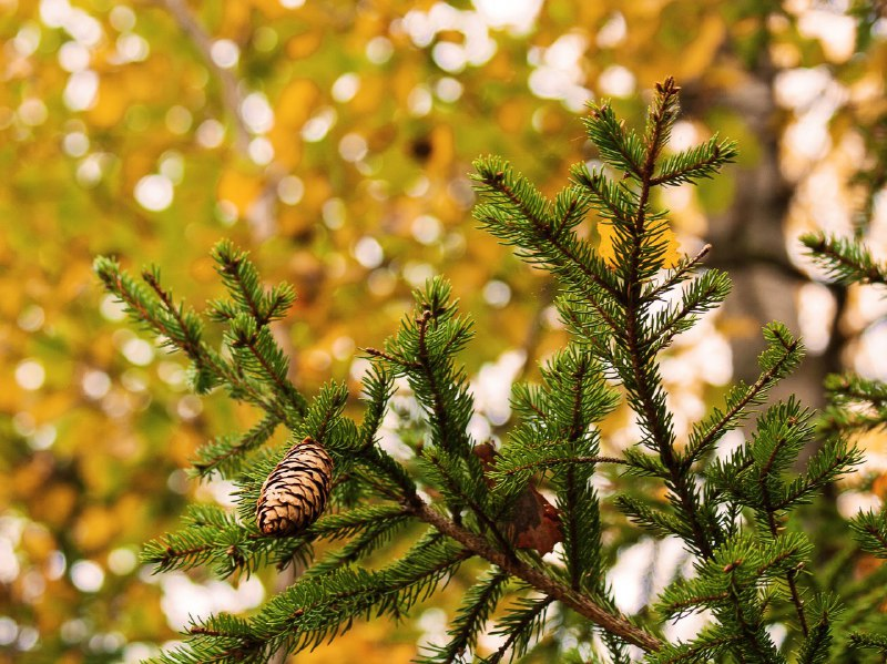 Лес-тоже источник большого количества аллергенов.