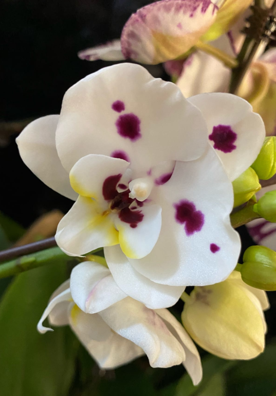 Наши Орхидеи