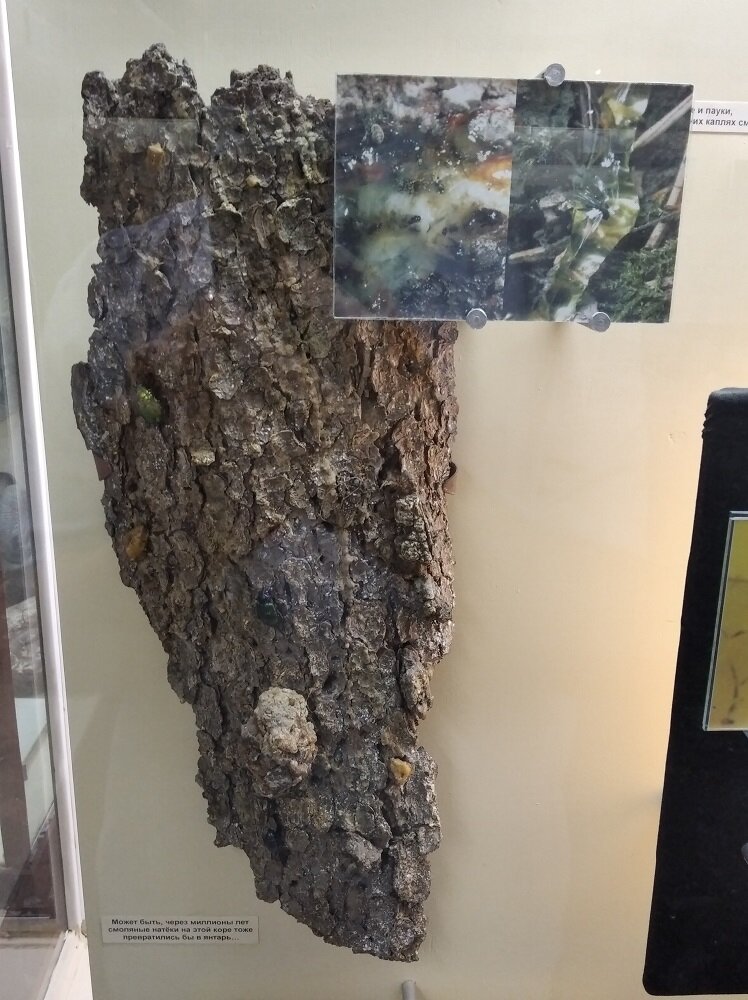 Янтарь образуется из смоляных натеков в течение миллионов лет.