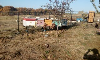 Ульи на зимовке