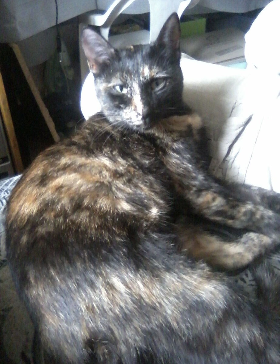 Довольная Фрося отдыхает