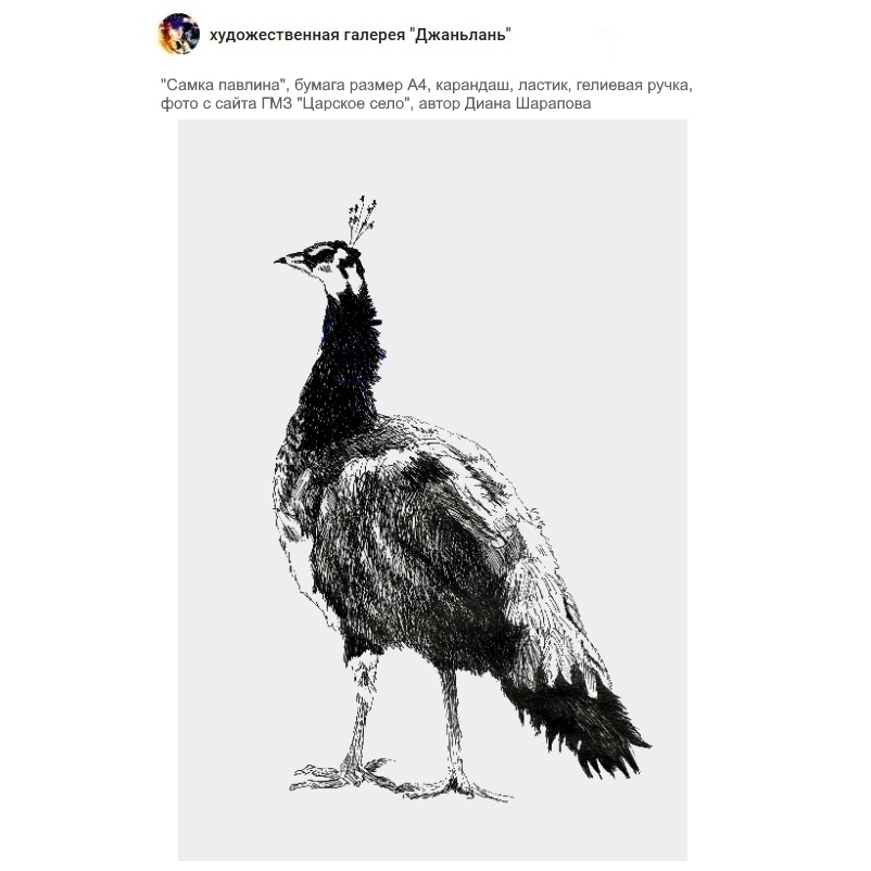 павлин, царское село, графика
