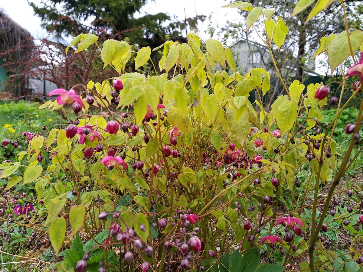 Горянка красная (Epimedium rubrum)