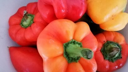 Фото автора.  Мой перец урожая 2020 года. 