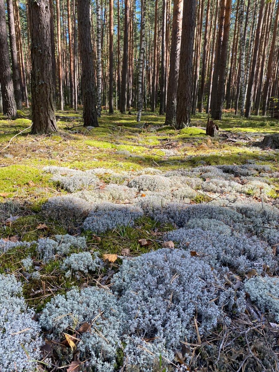 Ковёр из мхов