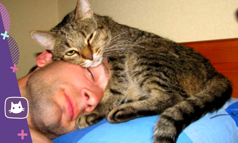 кошка спит над головой человека