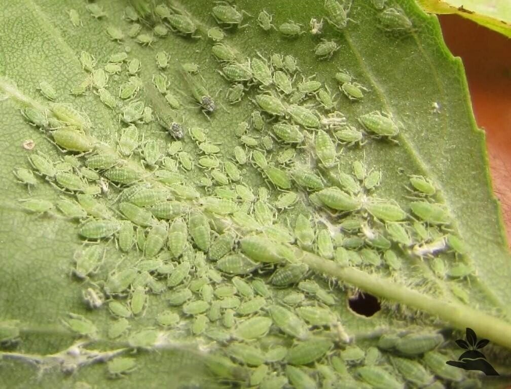 фото яндекс картинки падь