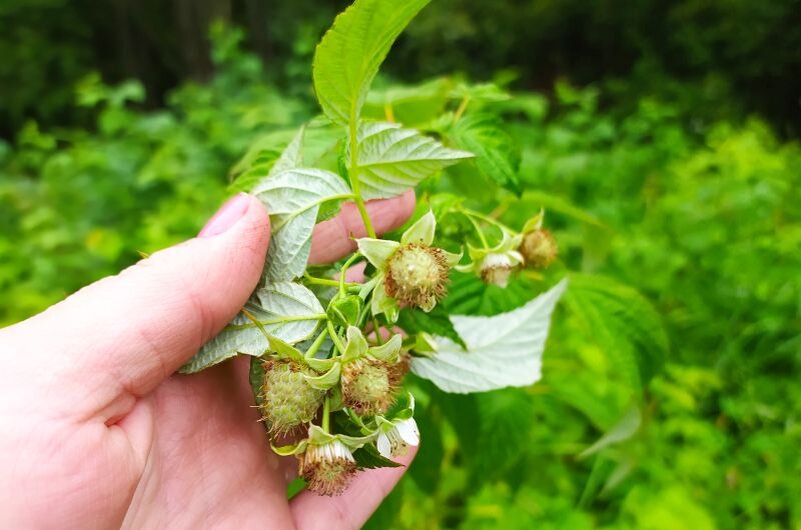 Ремонтантная малина сорта "Брянское диво"