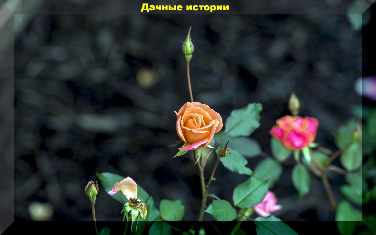 https://vk.com/photo-159774511_457244534