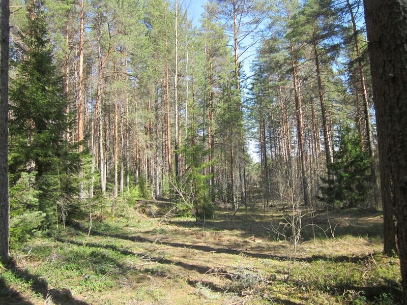 Бывает и такой лес на сельхозземле ...