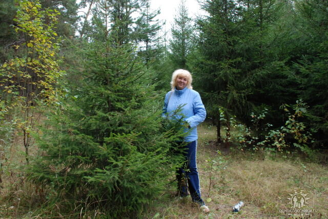 Фото из личного альбома. Когда я приехала в Бердск в августе 1990 года, эти ёлочки были мне по колено. Я часто гуляла в лесу, проходя через этот "ёлочный детский сад". Прошло 30 лет. Теперь я этим ёлочкам "по колено". А эта фотография сделана в двухтысячных... Уже тогда ёлки обогнали меня в росте... 