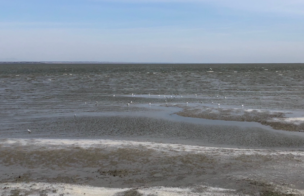 Чайки любят  Азовское море. Их здесь много. Если присмотреться к фотографии, то можно их увидеть. Фото Елены Стоун  26 октября 2020г 