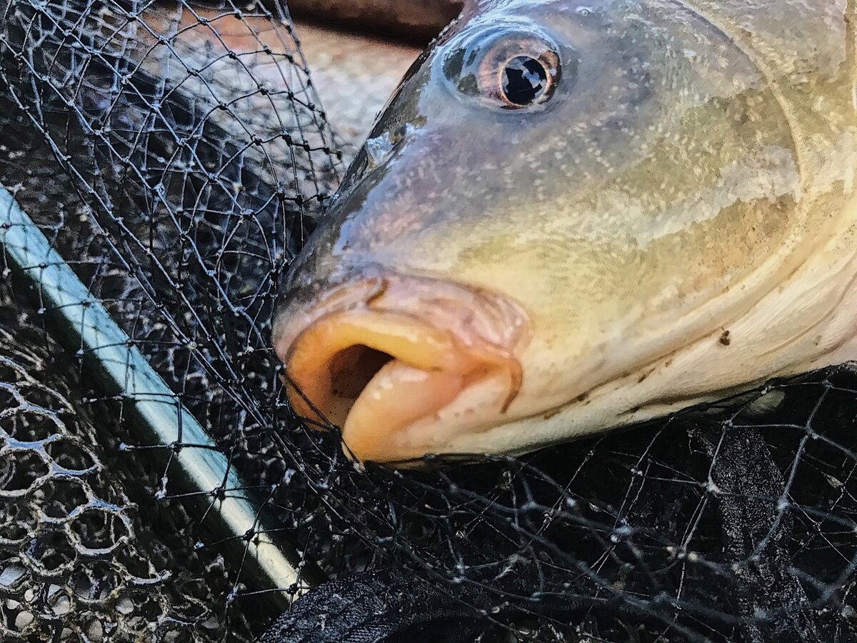 Усатый гость