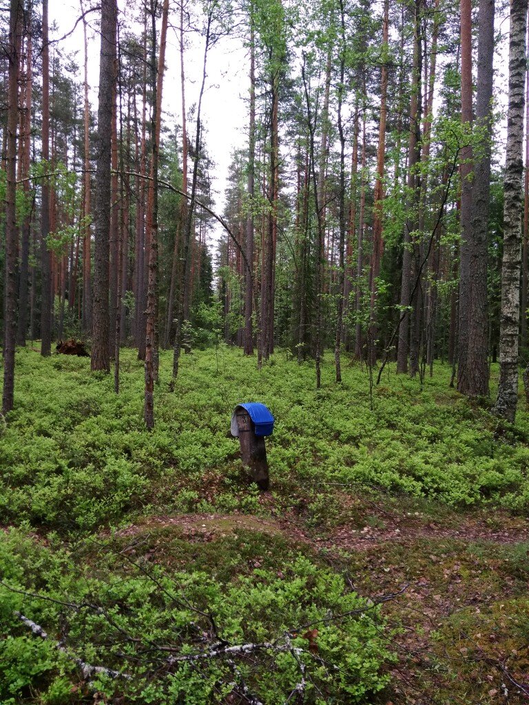 Квартальный столб в лесу. Пересечение просек. Лес в районе Зеленогорска.