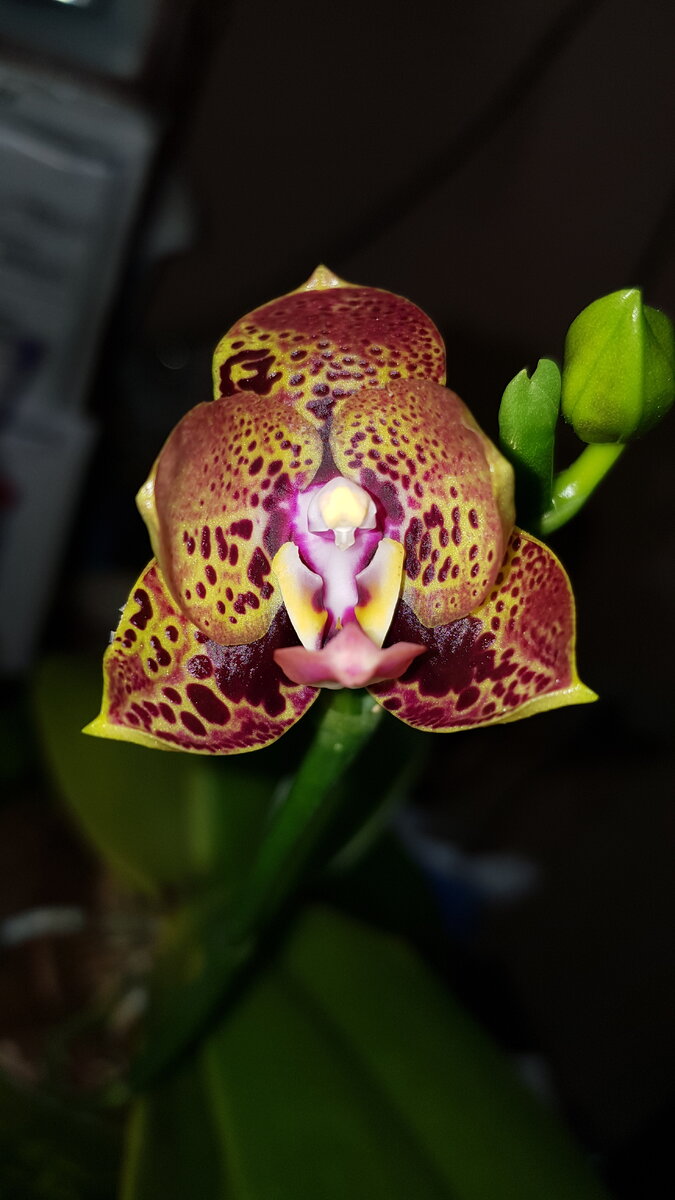 Орхидея анаконда описание сорта фото