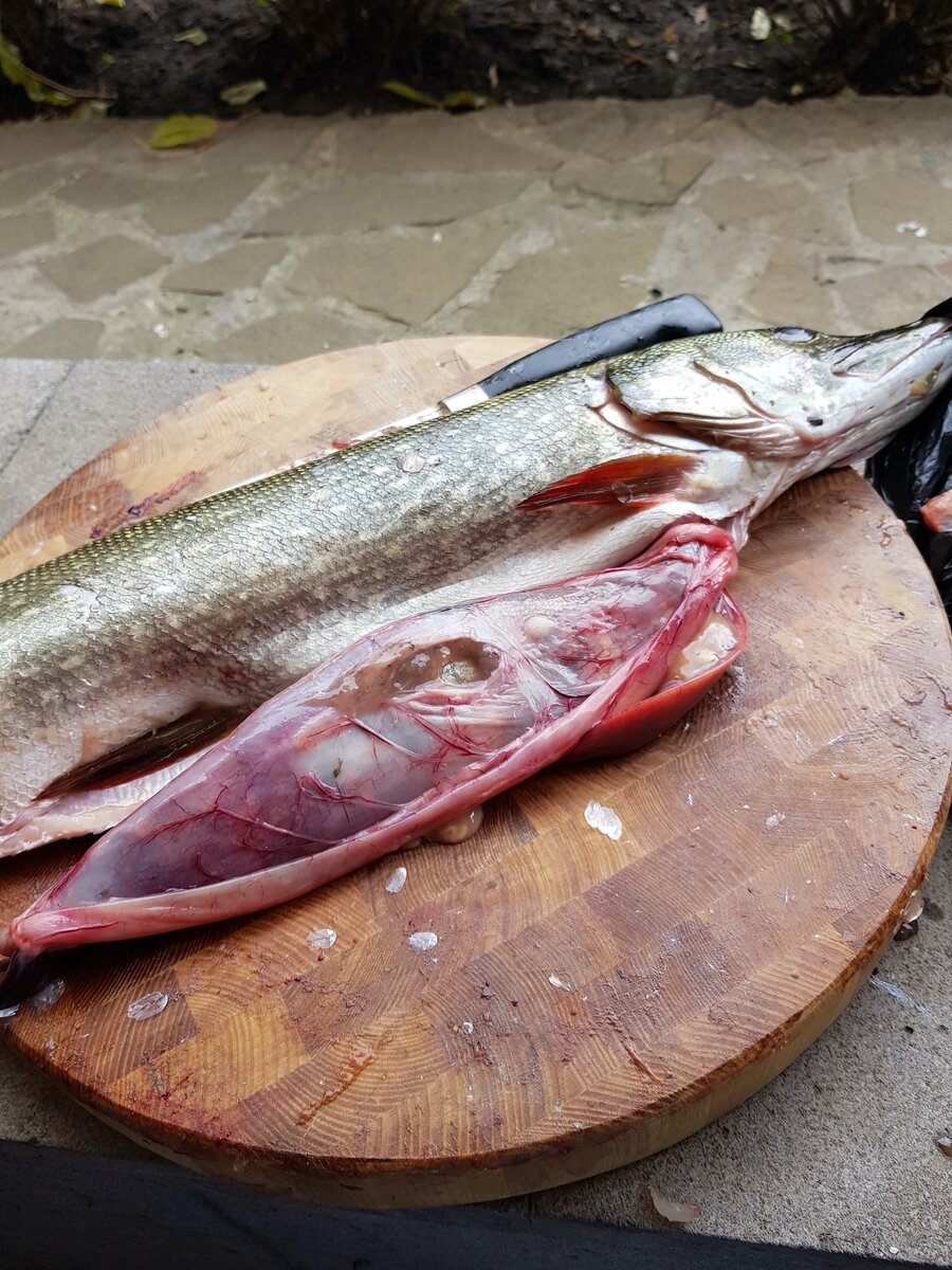 Вторая щука тоже с уловом.