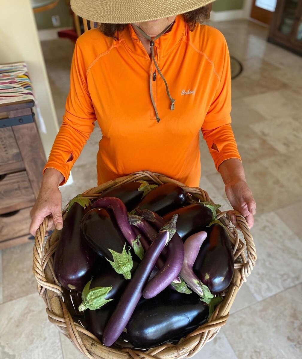 Сбор баклажанов😻