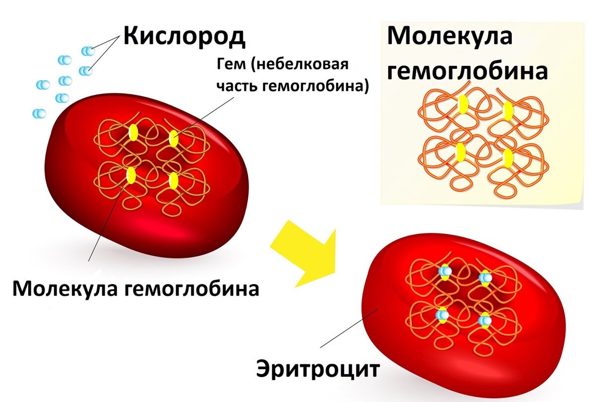 Презентация на тему гемоглобин