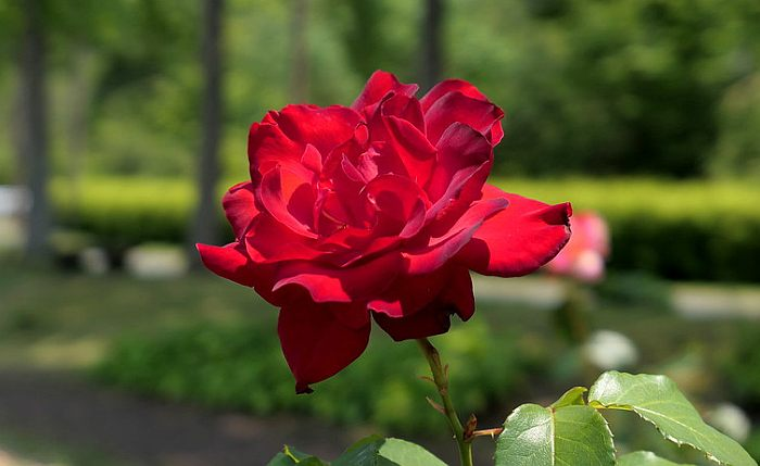 Красный цвет прекрасен и символичен, а особенно, если это касается красных роз. Яркие красные розы символизируют красоту и насыщенность чувств, страсть и самые прекрасные эмоции яркой любви.