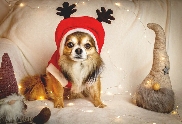 Чихуахуа: история, стандарты, характер, содержание