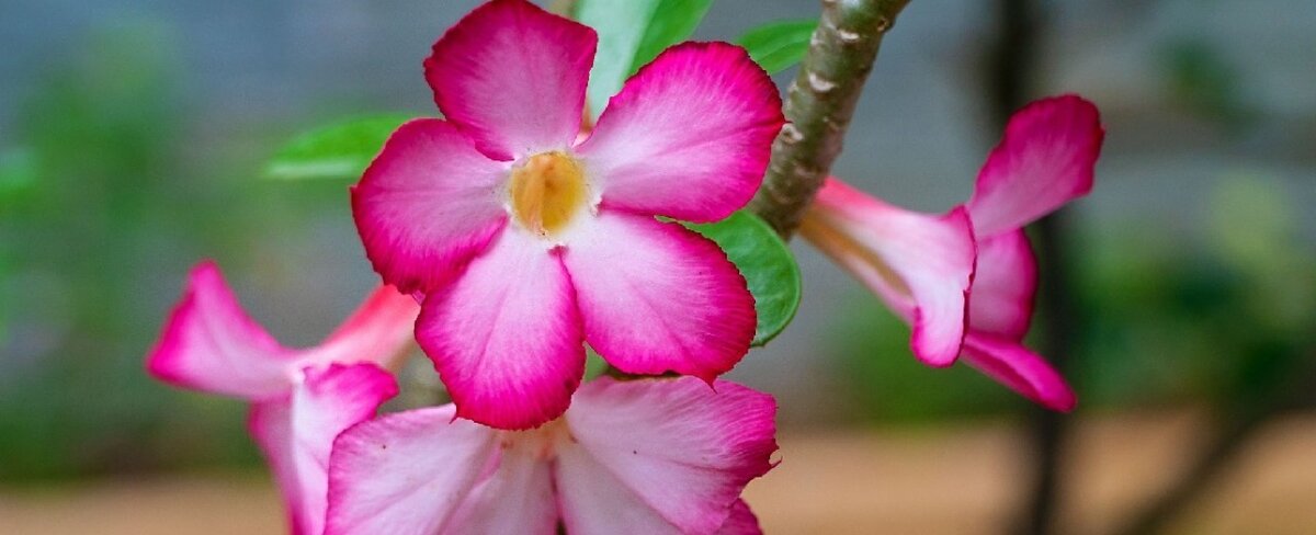 Adenium obesum