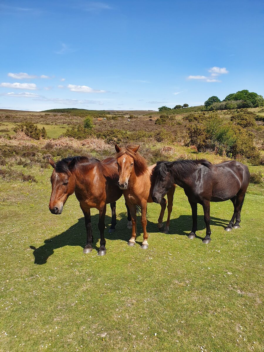 Маленькая, выносливая, крепко сложенная, коренастая лошадка, похожа на тяжеловоза, с густой шерстью, длинным пушистым хвост и красивой гривой.