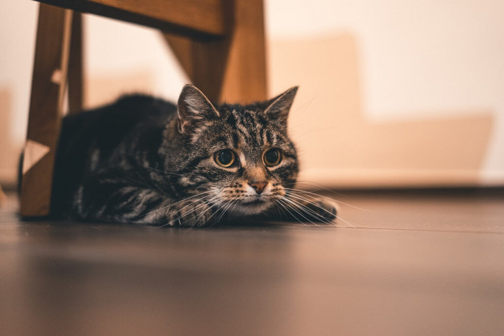 Советы по облегчению жизни для вашей пожилой кошки | gafki.ru | Дзен