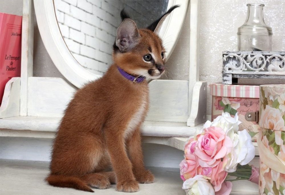 Источник: yandex.ru